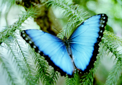 Blue Morpho Butterfly picture and article all about the Blue Morpho butterfly habitat, size, facts, what they eat and more.